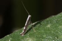 Dialectica scalariella