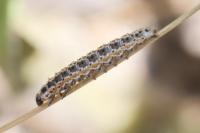 Ethmia bipunctella