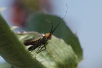Nemophora cupriacella