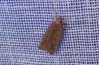 Helcystogramma triannulella