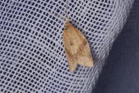 Clepsis consimilana