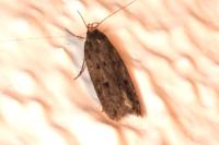 Hofmannophila pseudospretella
