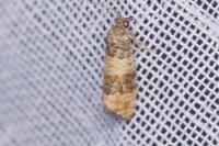 Piniphila bifasciana
