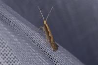 Plutella xylostella