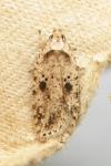 Agonopterix arenella