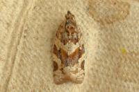 Argyrotaenia ljungiana