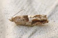 Epinotia tenerana