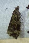 Celypha