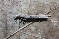 Ypsolopha mucronella