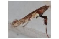Caloptilia