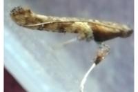 Caloptilia