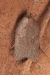 Acleris schalleriana