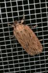 Depressaria