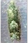 Pammene giganteana