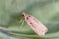 Agonopterix yeatiana