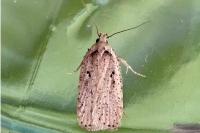 Agonopterix yeatiana