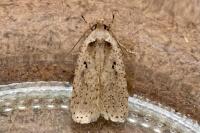 Agonopterix yeatiana