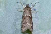 Tortricodes alternella