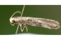 Blastodacna hellerella