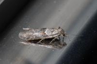 Tortricodes alternella