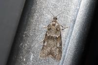 Tortricodes alternella