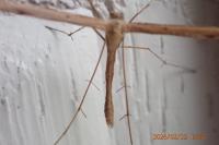 Emmelina monodactyla