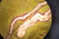 Stigmella aurella