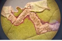 Stigmella aurella