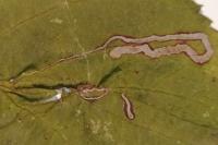 Stigmella aurella