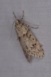 Diurnea fagella