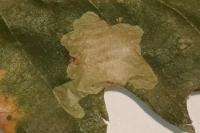 Tischeria ekebladella