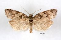 Cnephasia stephensiana