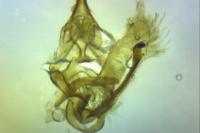 Cnephasia stephensiana