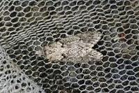Diurnea fagella