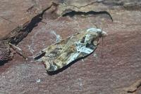 Acleris cristana