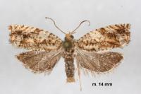 Epinotia abbreviana