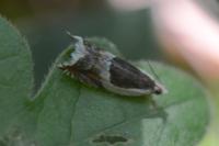 Ancylis badiana
