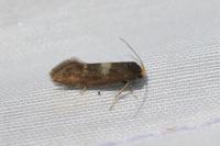 Incurvaria pectinea