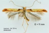 Caloptilia fribergensis