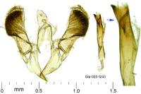 Caloptilia fribergensis