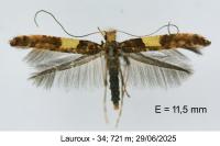Caloptilia semifascia