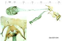 Caloptilia semifascia
