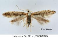Argyresthia spinosella
