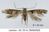 Sorhagenia lophyrella