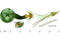 Sorhagenia lophyrella