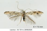 Dystebenna stephensi