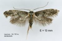 Paraswammerdamia nebulella