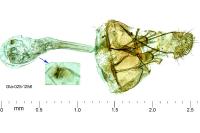 Paraswammerdamia nebulella