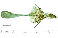 Paraswammerdamia albicapitella