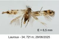 Mompha miscella